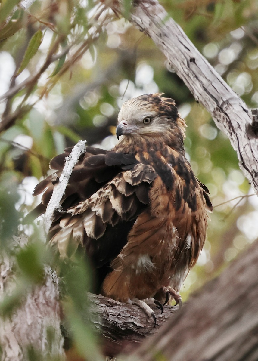 Square-tailed Kite - ML645698760