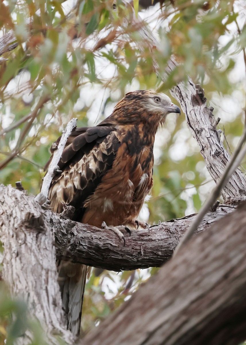 Square-tailed Kite - ML645698761