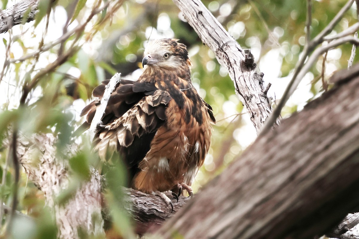 Square-tailed Kite - ML645698762