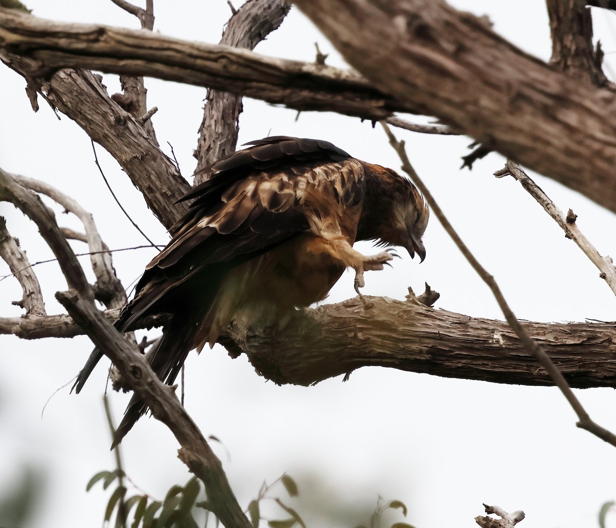Square-tailed Kite - ML645698763