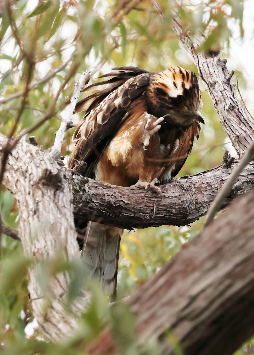 Square-tailed Kite - ML645698764