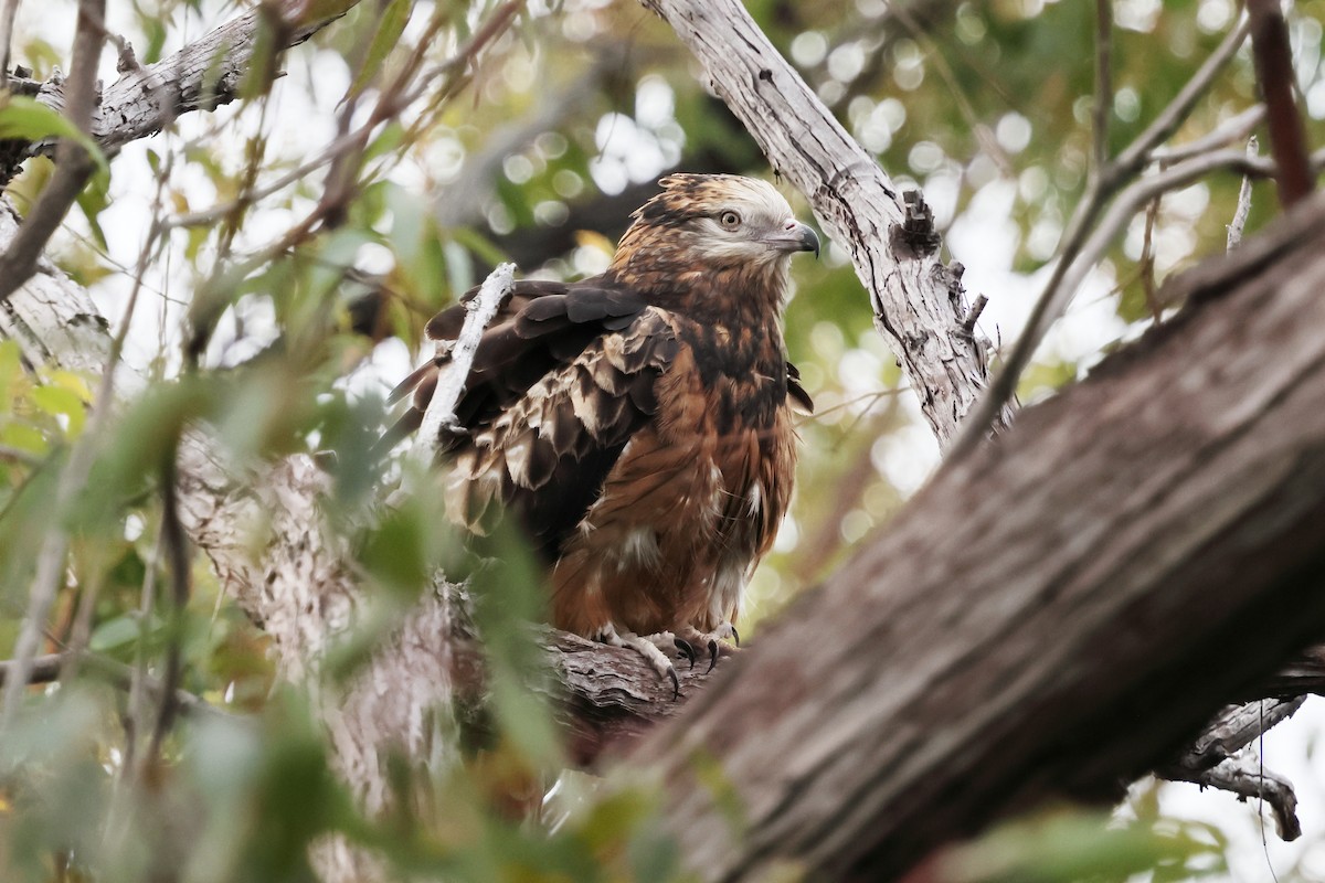 Square-tailed Kite - ML645698765