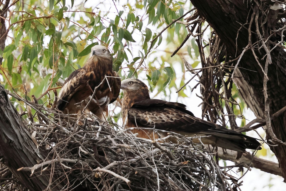 Square-tailed Kite - ML645698766