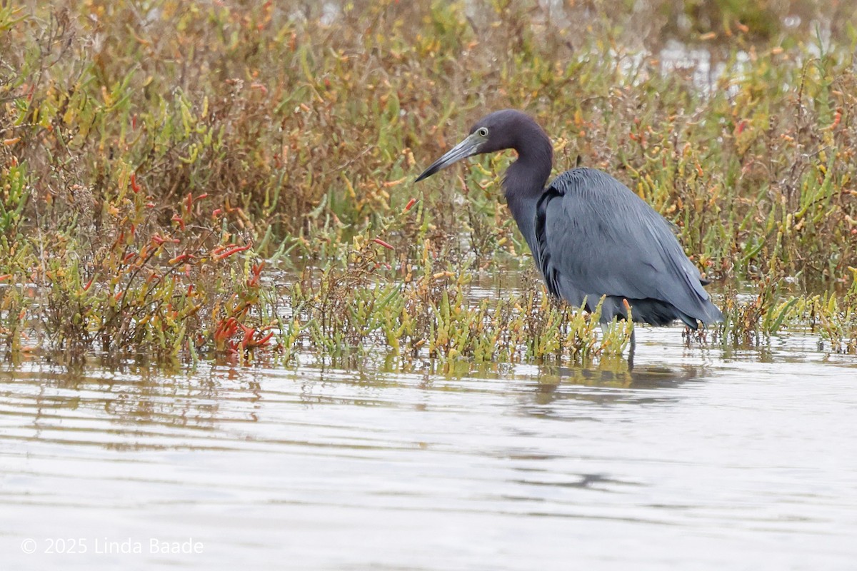 volavka modrošedá - ML645698770