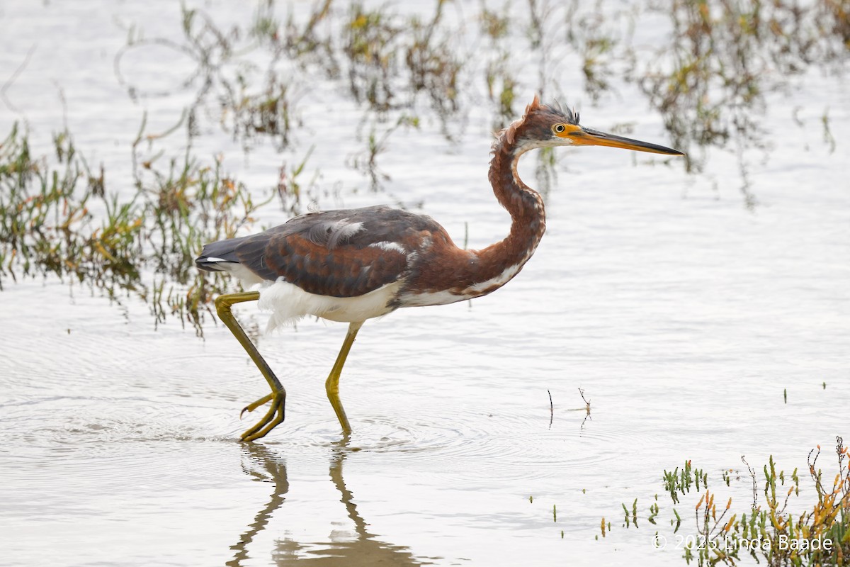 volavka tříbarvá - ML645698775