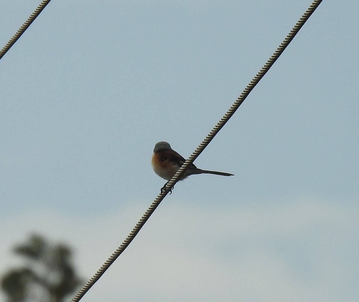 Bay-backed Shrike - ML645698777