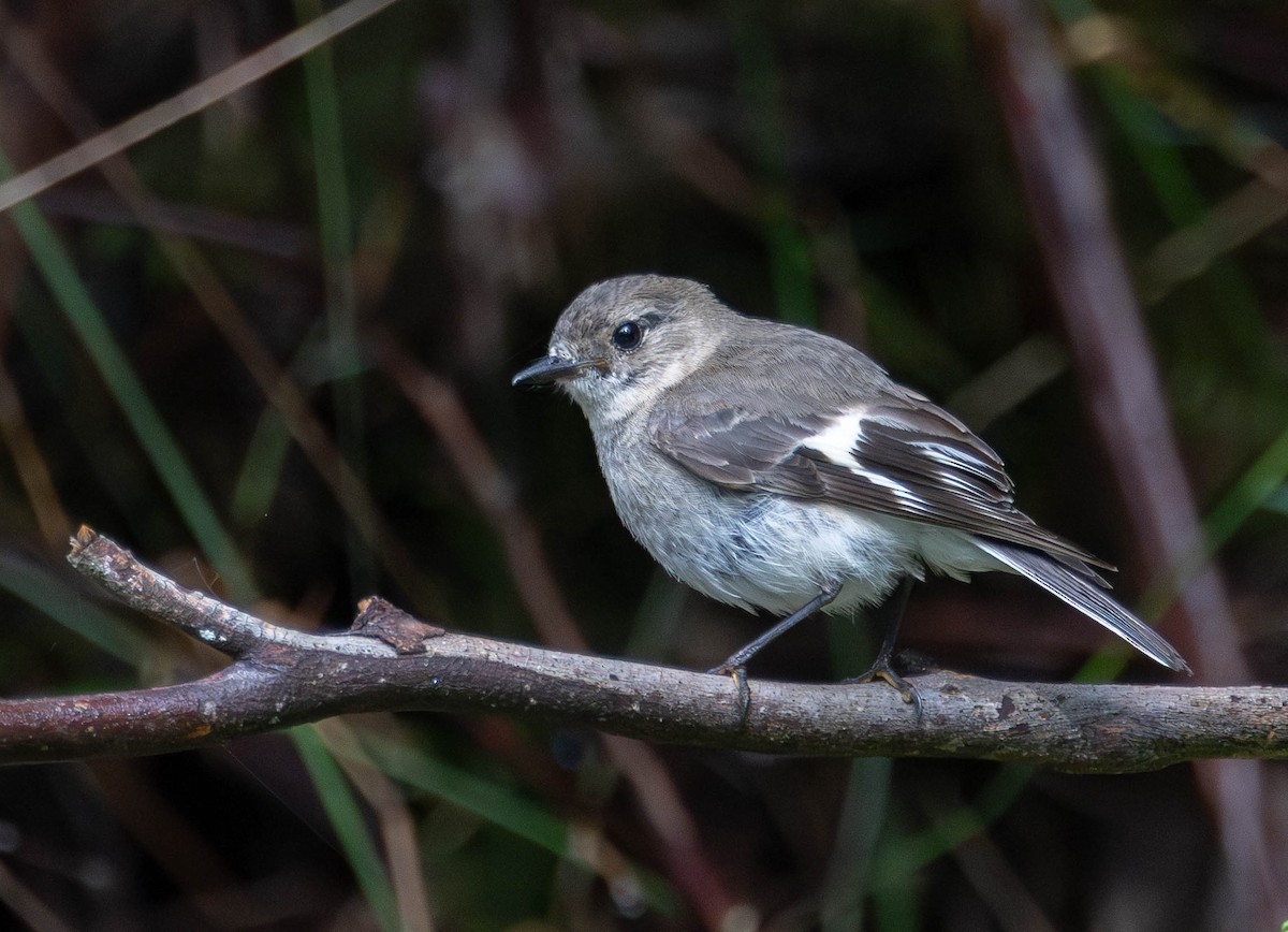 Flame Robin - ML645698789