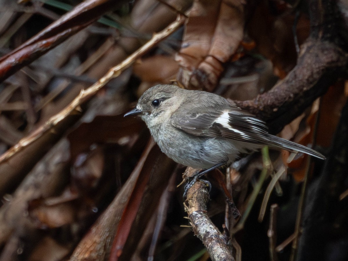 Flame Robin - ML645698790