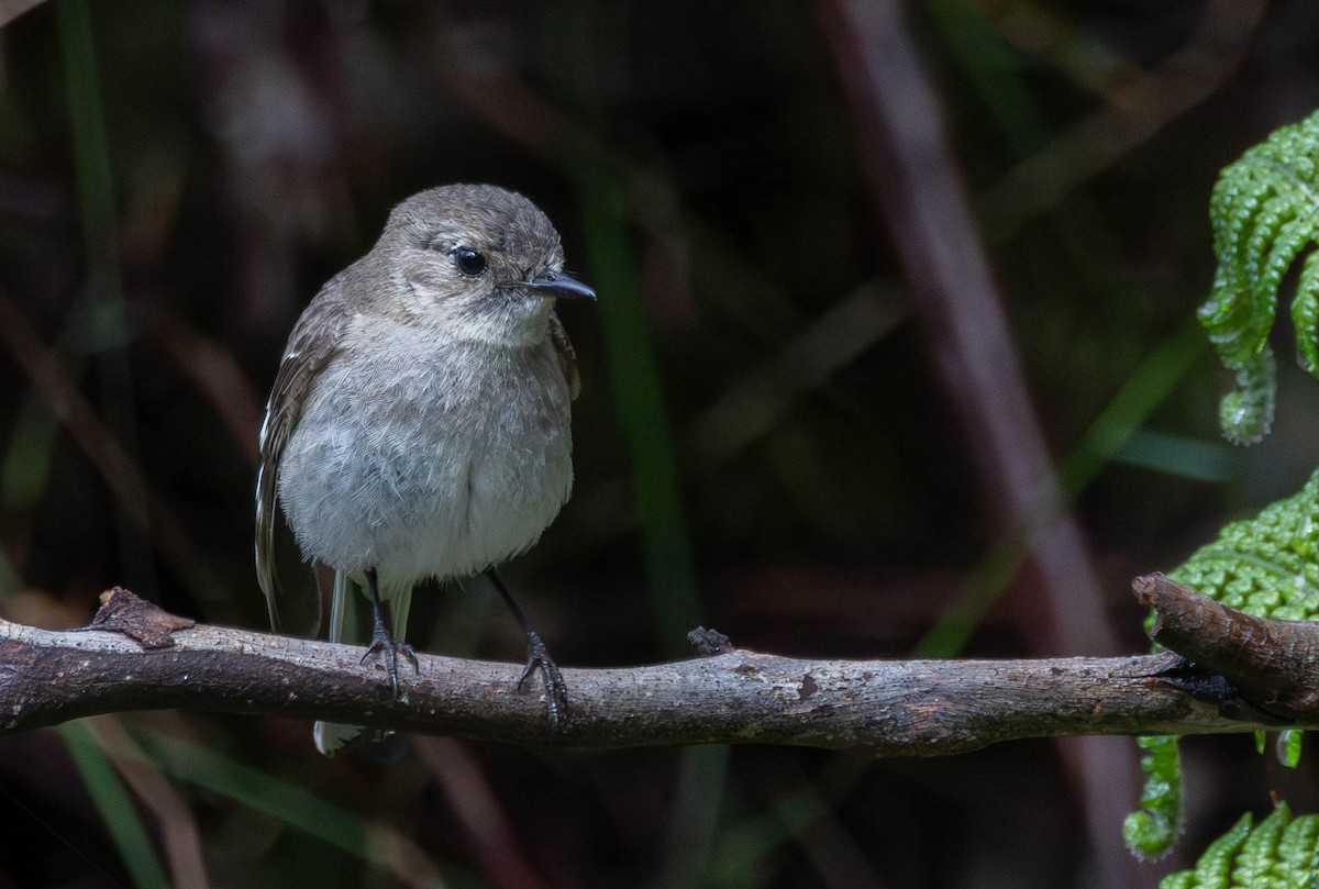 Flame Robin - ML645698791