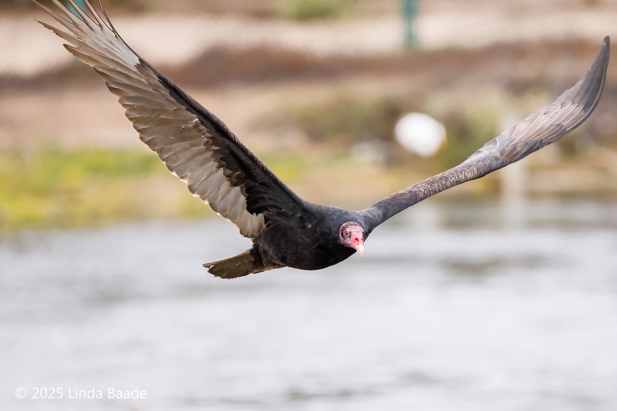 kondor krocanovitý - ML645698795