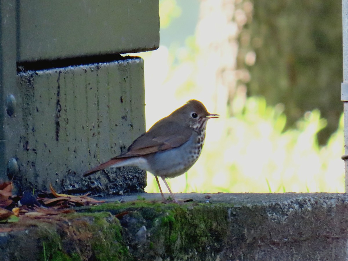 Grive solitaire - ML645698797