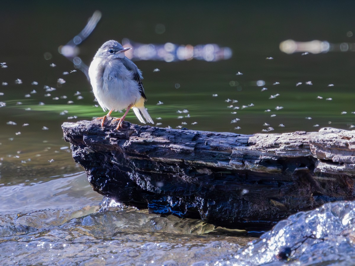Gray Wagtail - ML645698801
