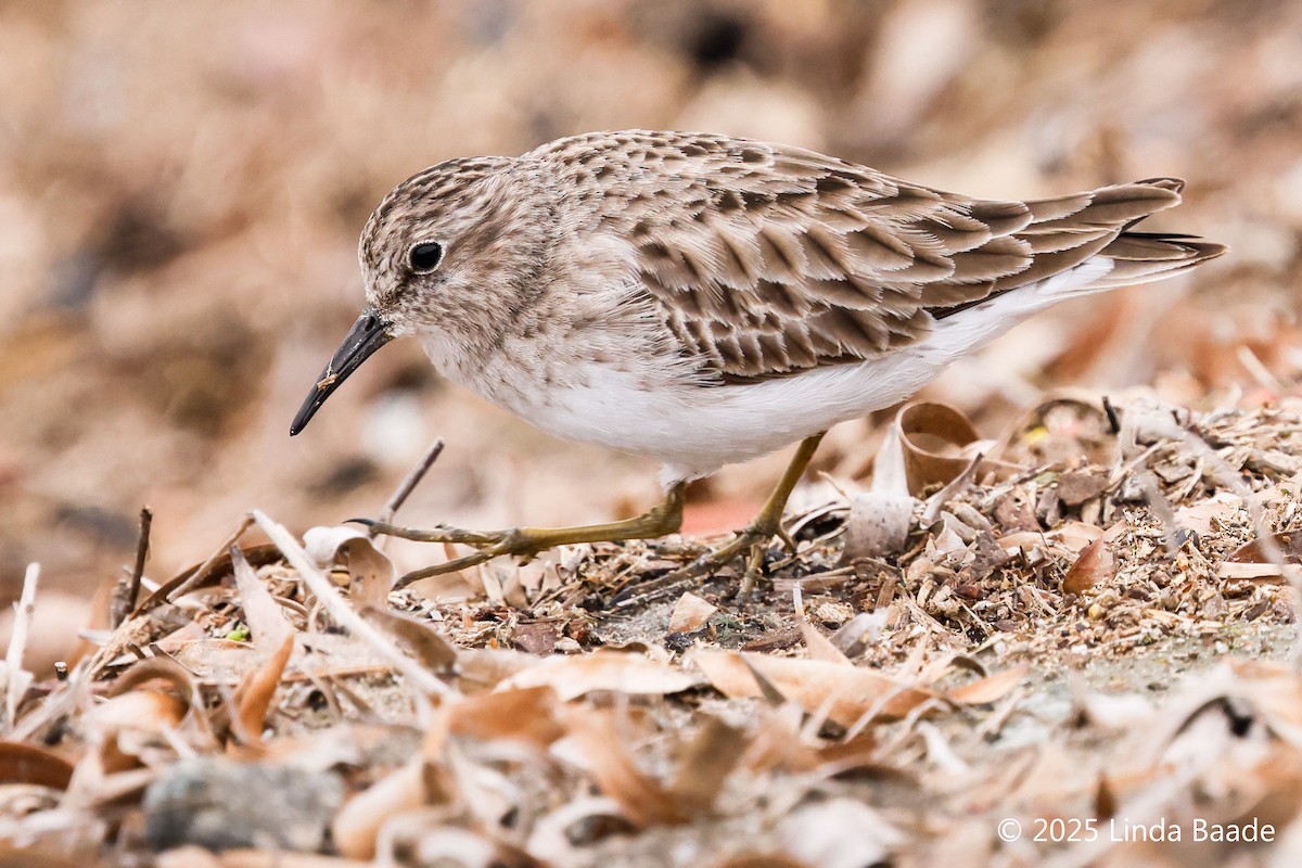 jespák drobný - ML645698802