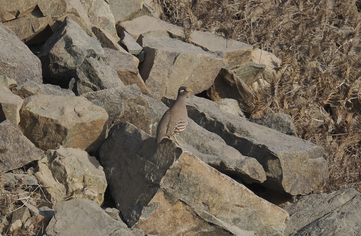 Sand Partridge - ML645698806
