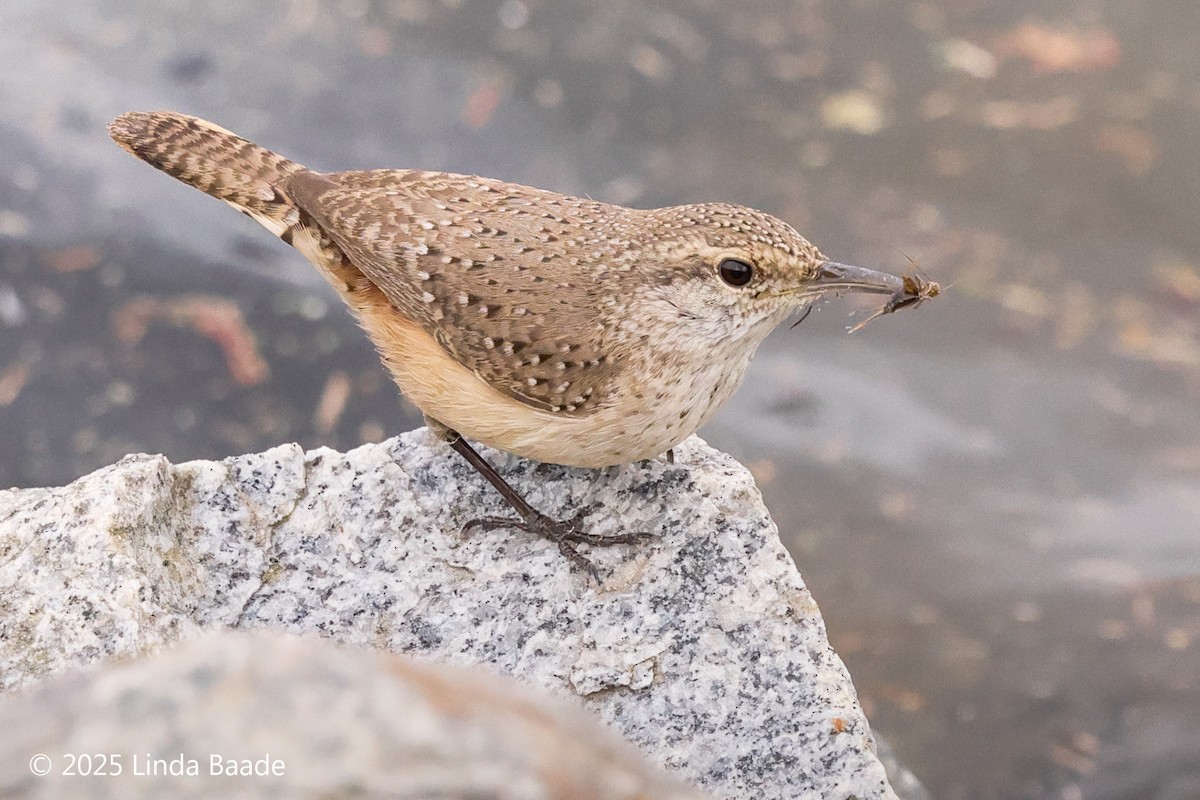 Rock Wren - ML645698807