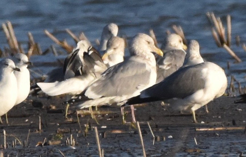 American Herring Gull - ML645698808