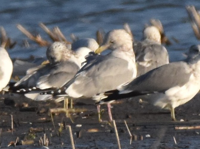 American Herring Gull - ML645698812