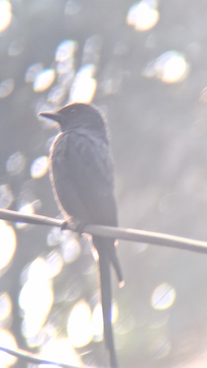 Ashy Drongo - ML645698813