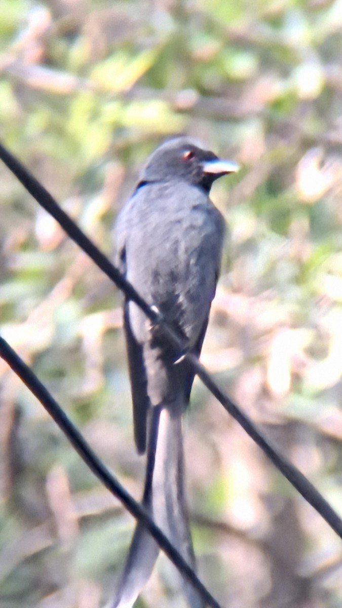 Ashy Drongo - ML645698814