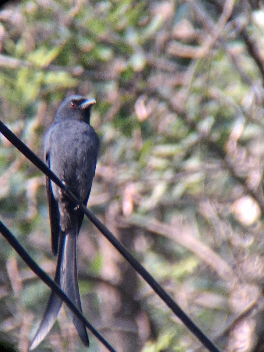 Ashy Drongo - ML645698815