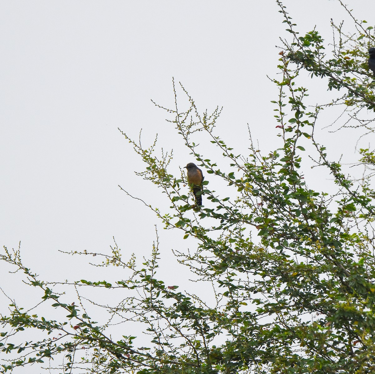 Plaintive Cuckoo - ML645698816