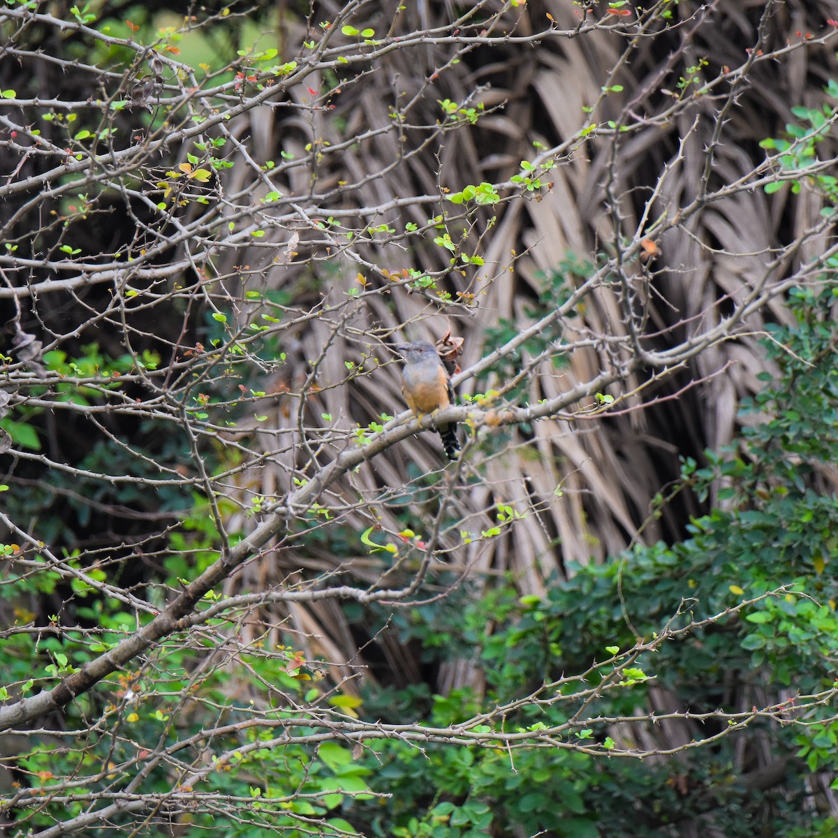 Plaintive Cuckoo - ML645698817