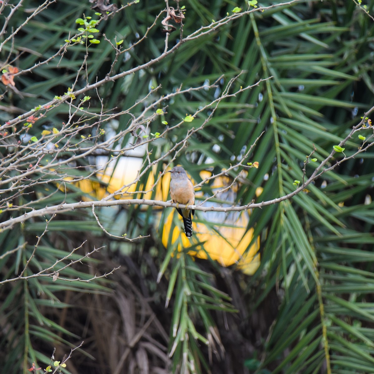 Plaintive Cuckoo - ML645698818