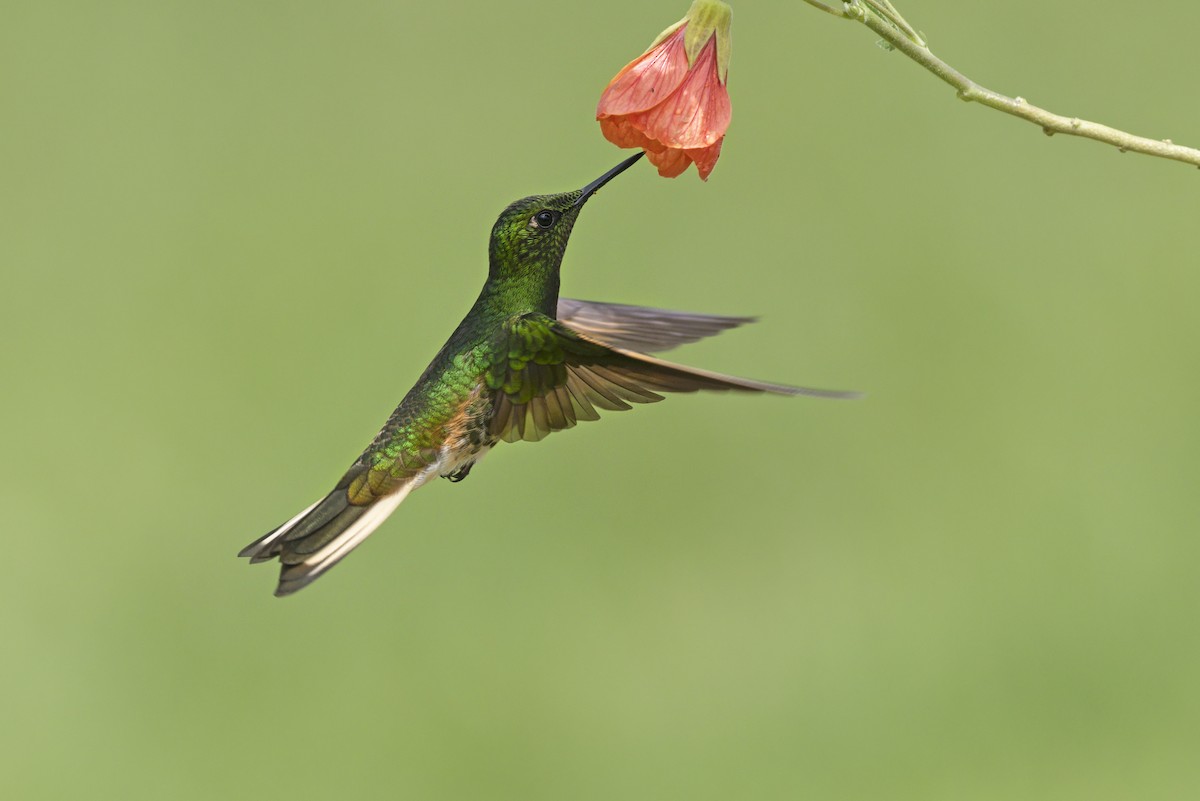 Buff-tailed Coronet - ML645698819