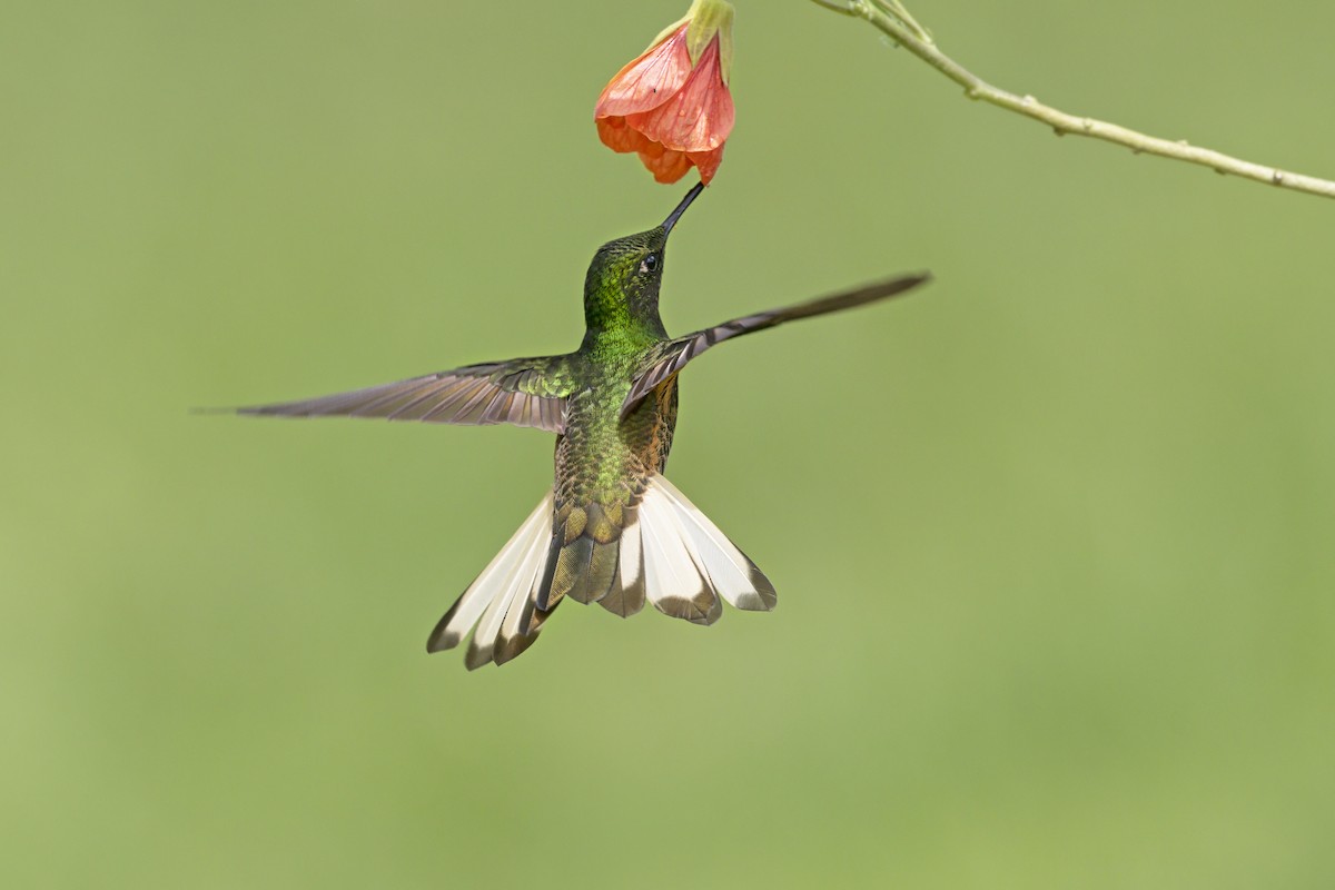 Buff-tailed Coronet - ML645698820