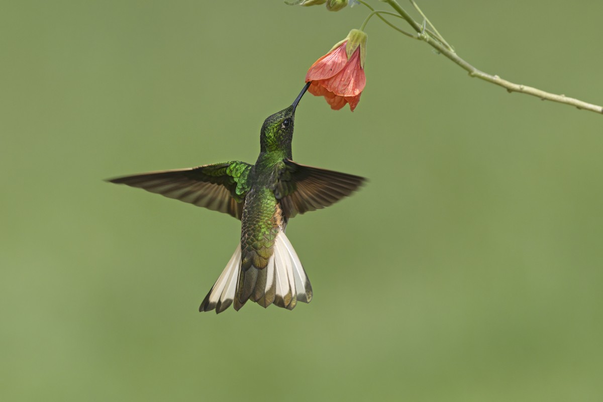 Buff-tailed Coronet - ML645698821