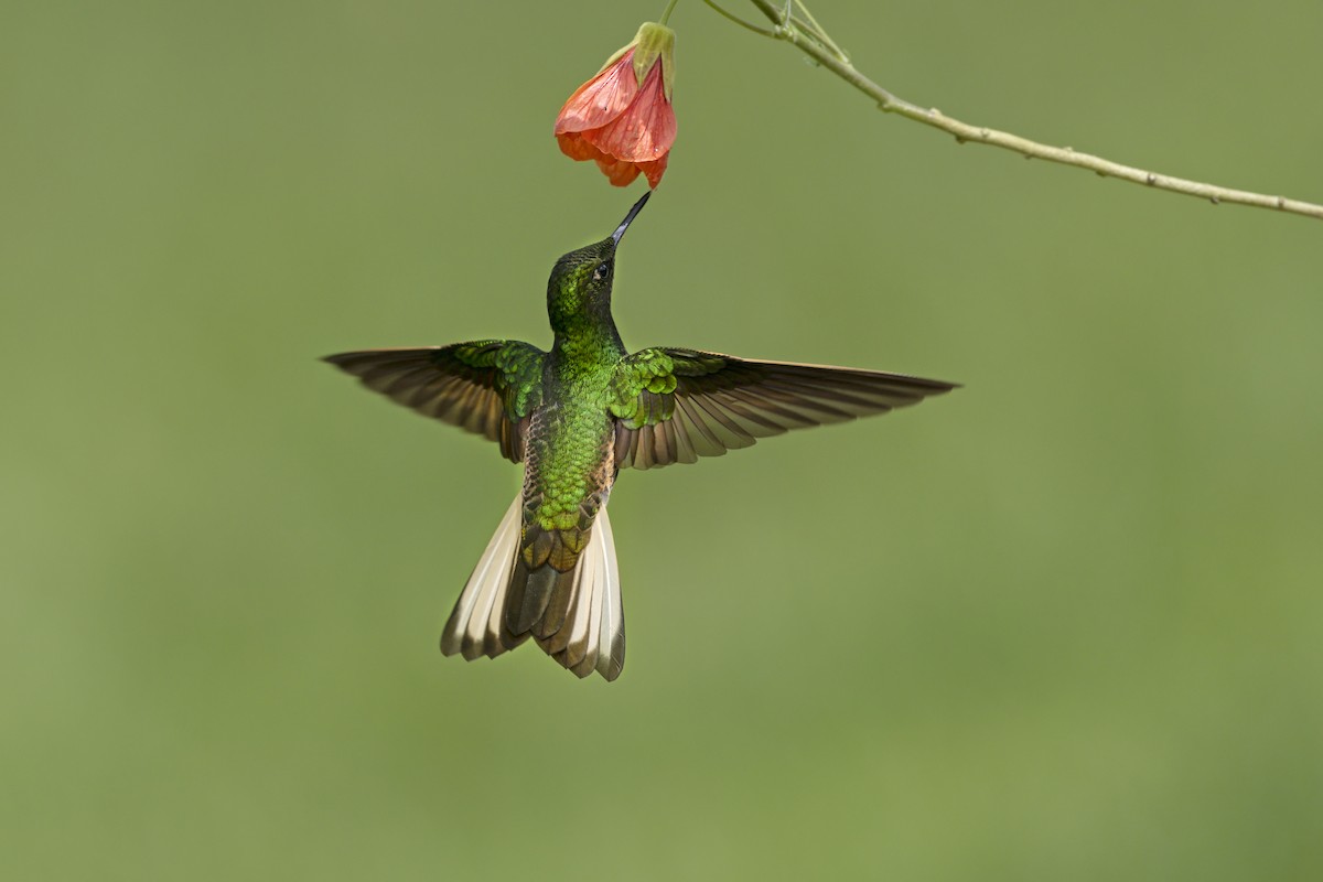 Buff-tailed Coronet - ML645698822