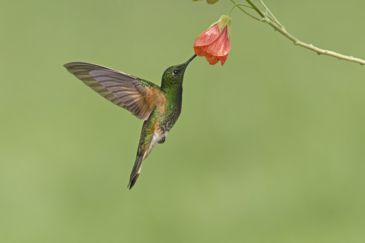 Buff-tailed Coronet - ML645698823