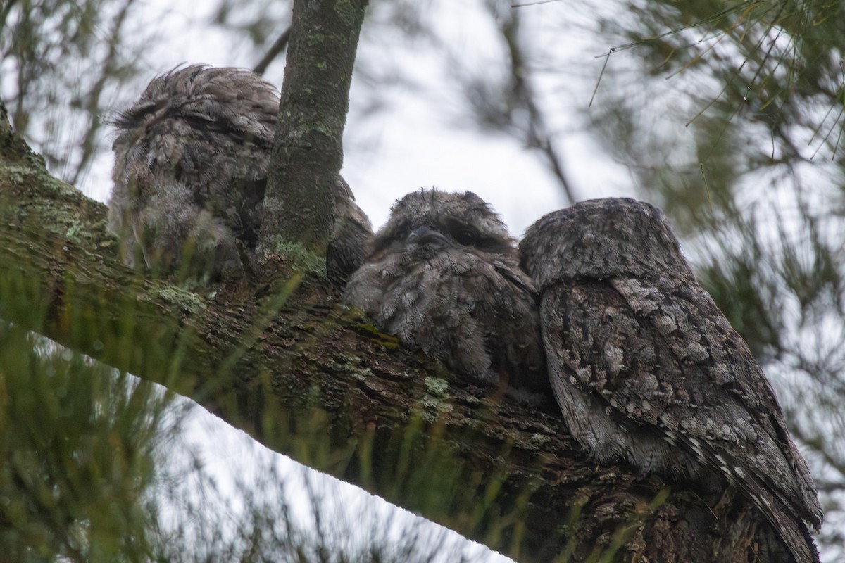 Tawny Frogmouth - ML645698824