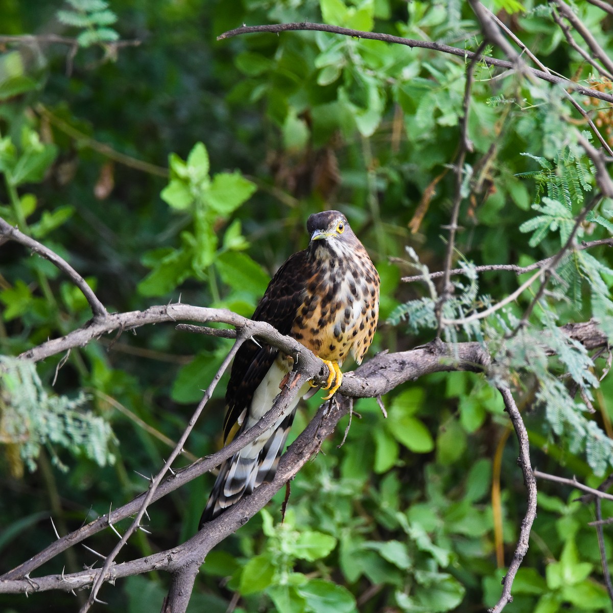 Large Hawk-Cuckoo - ML645698825