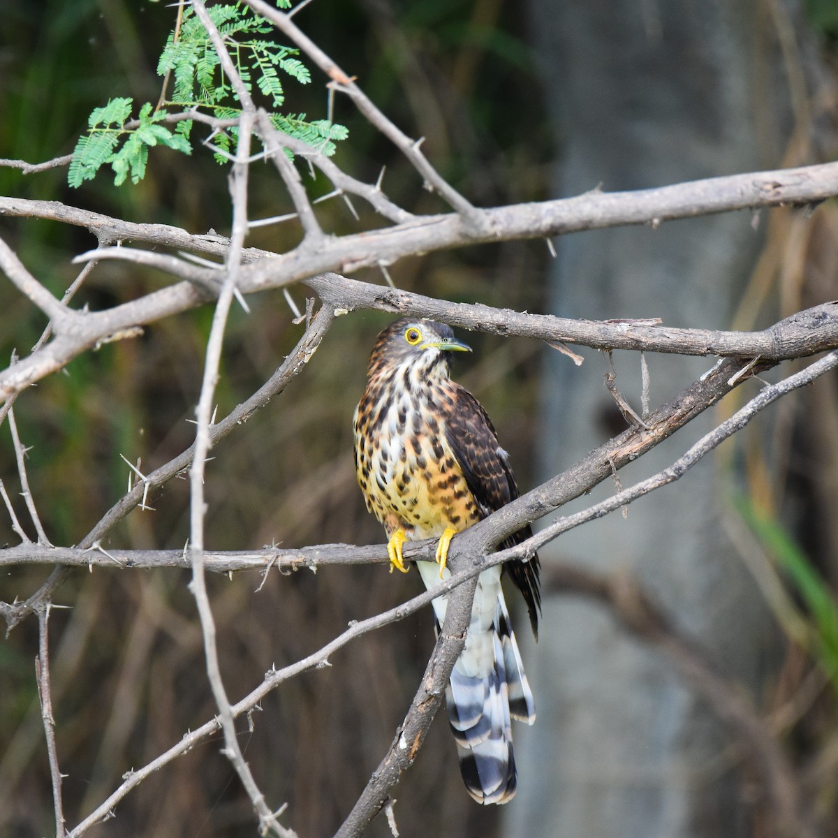 Large Hawk-Cuckoo - ML645698826