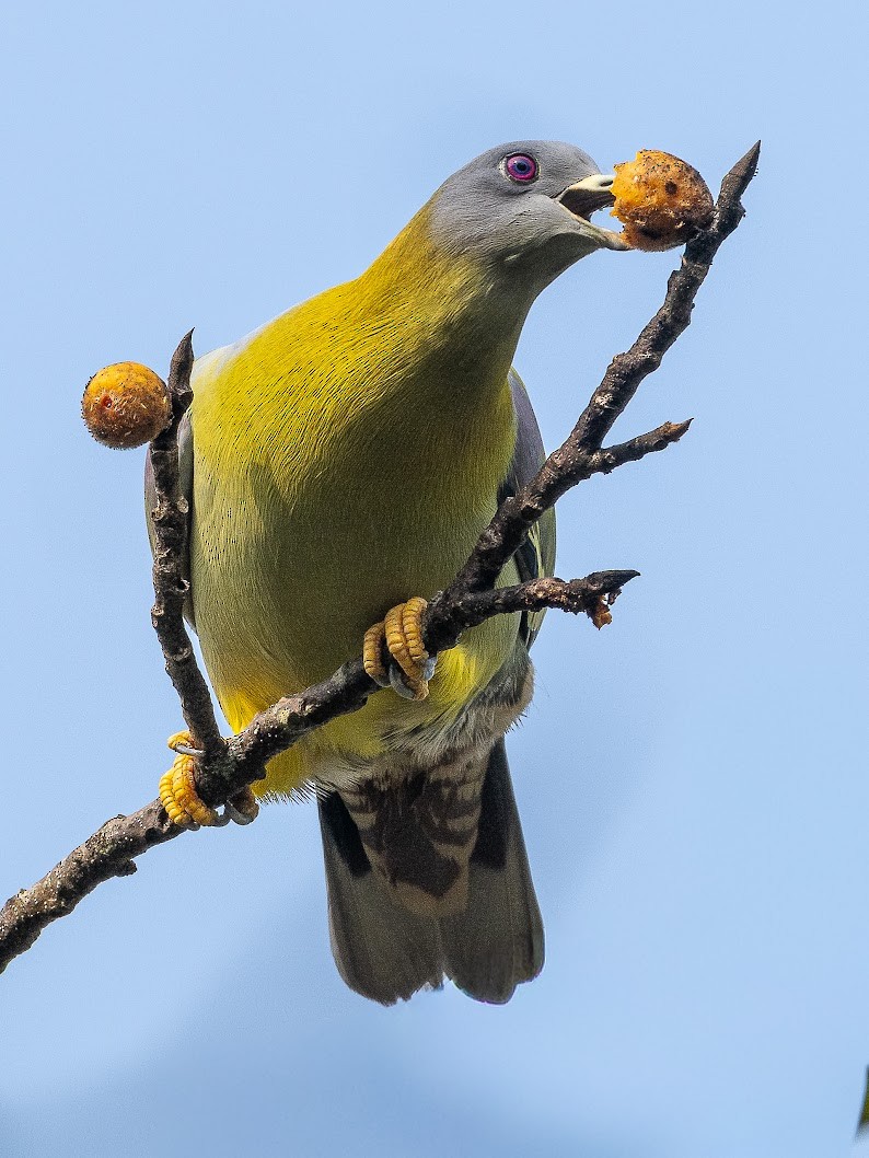 Yellow-footed Green-Pigeon - ML645698830