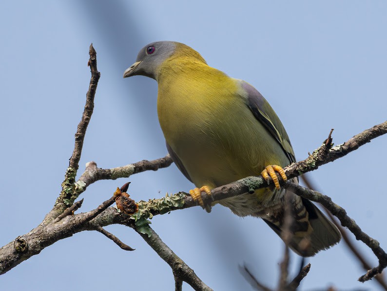 Yellow-footed Green-Pigeon - ML645698831