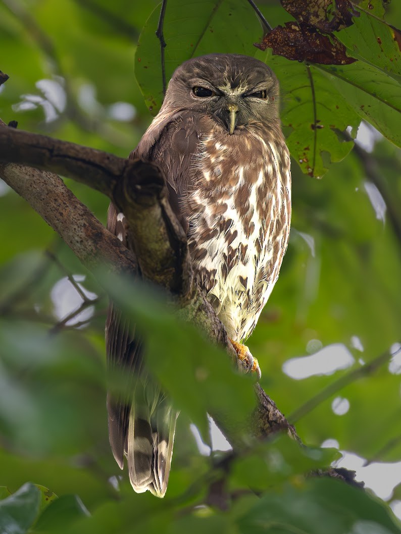 Brown Boobook - ML645698832