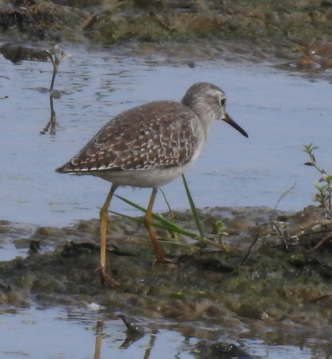 Wood Sandpiper - ML645698833
