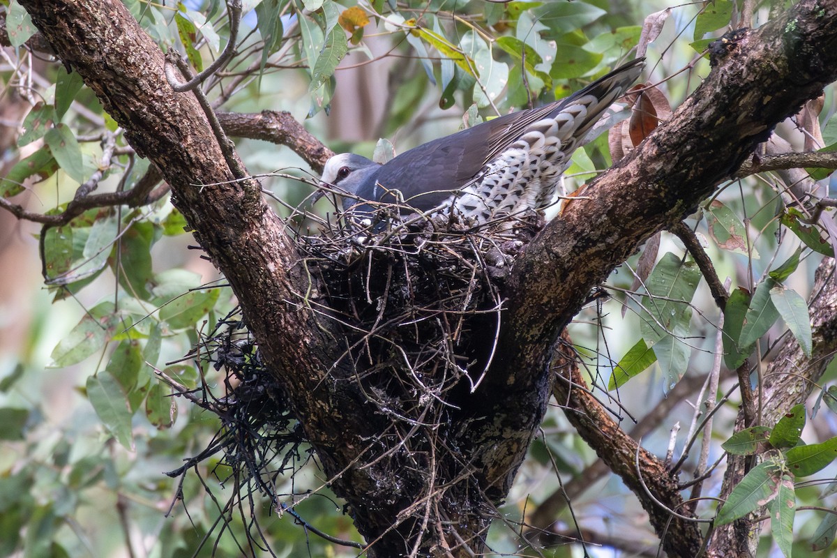 Wonga Pigeon - ML645698834