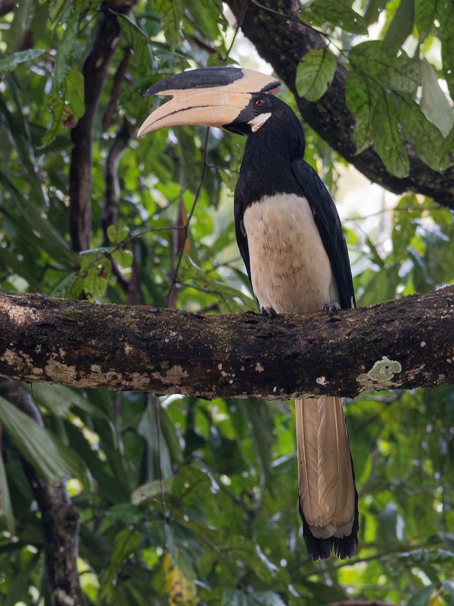 Malabar Pied-Hornbill - ML645698836