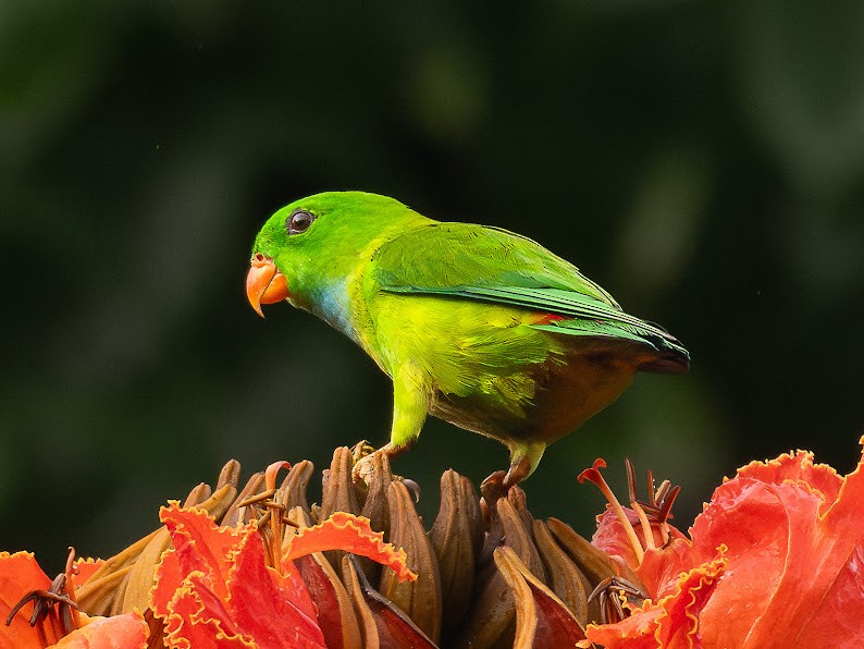 Vernal Hanging-Parrot - ML645698839
