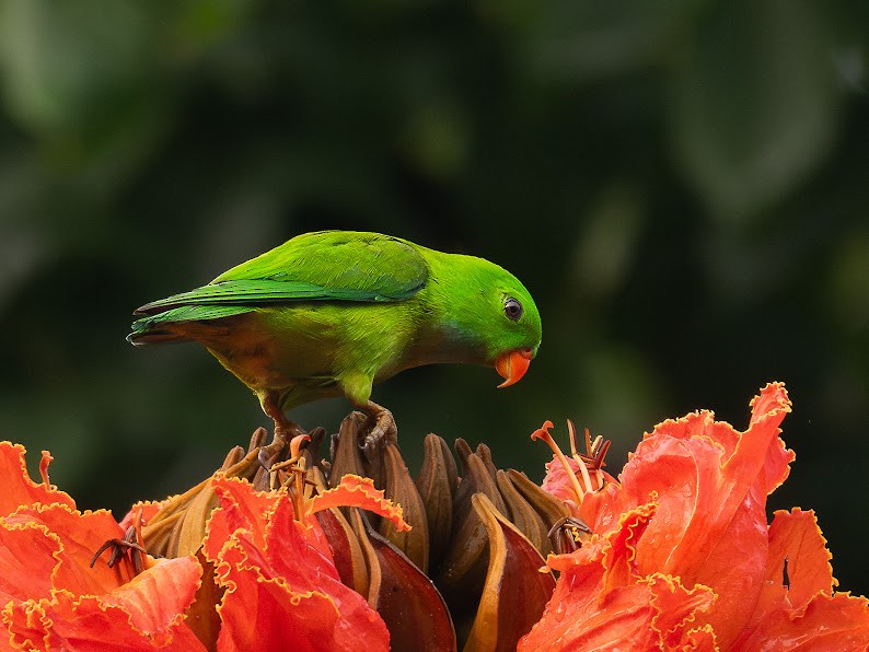 Vernal Hanging-Parrot - ML645698840