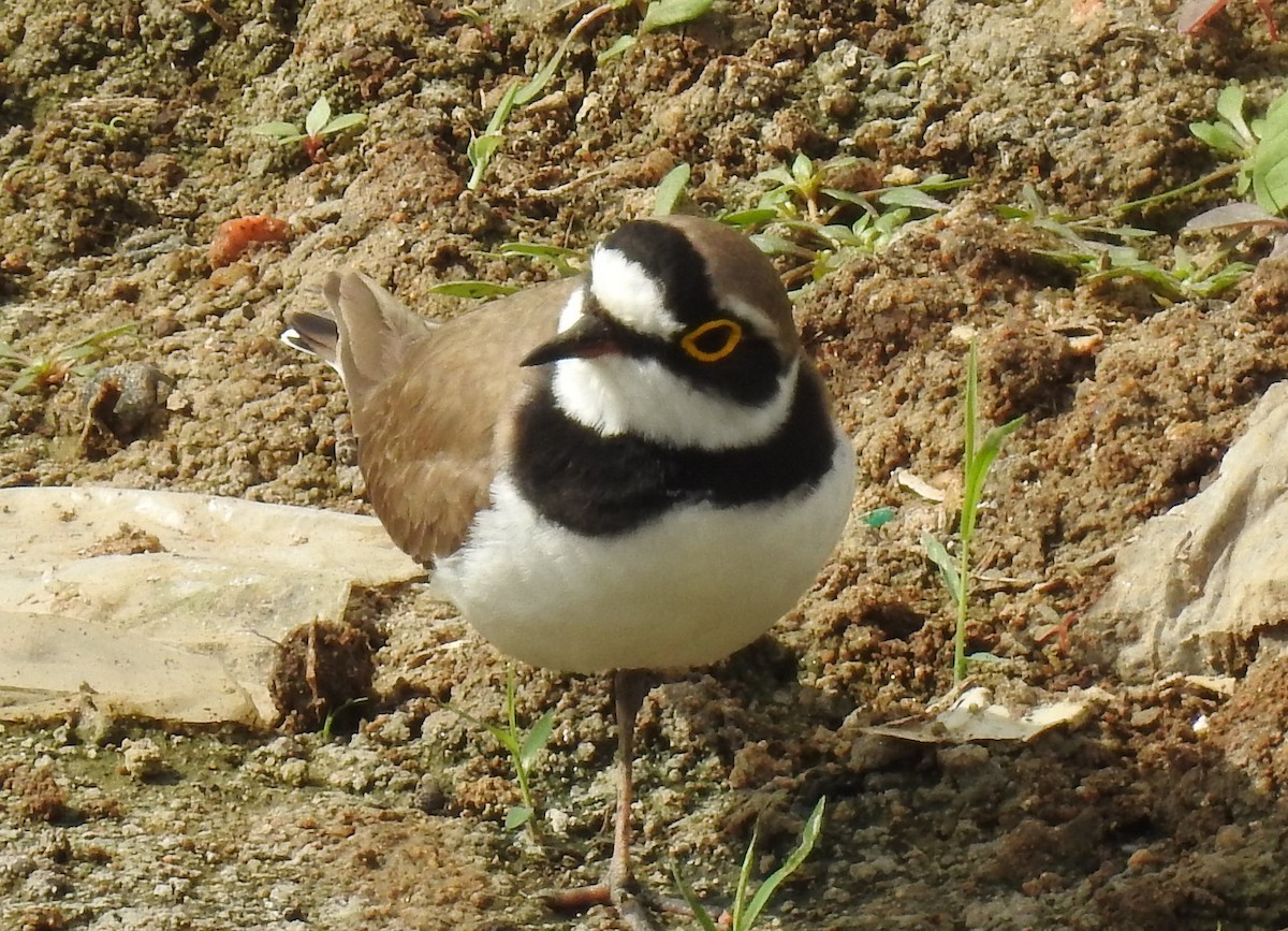Little Ringed Plover - ML645698841