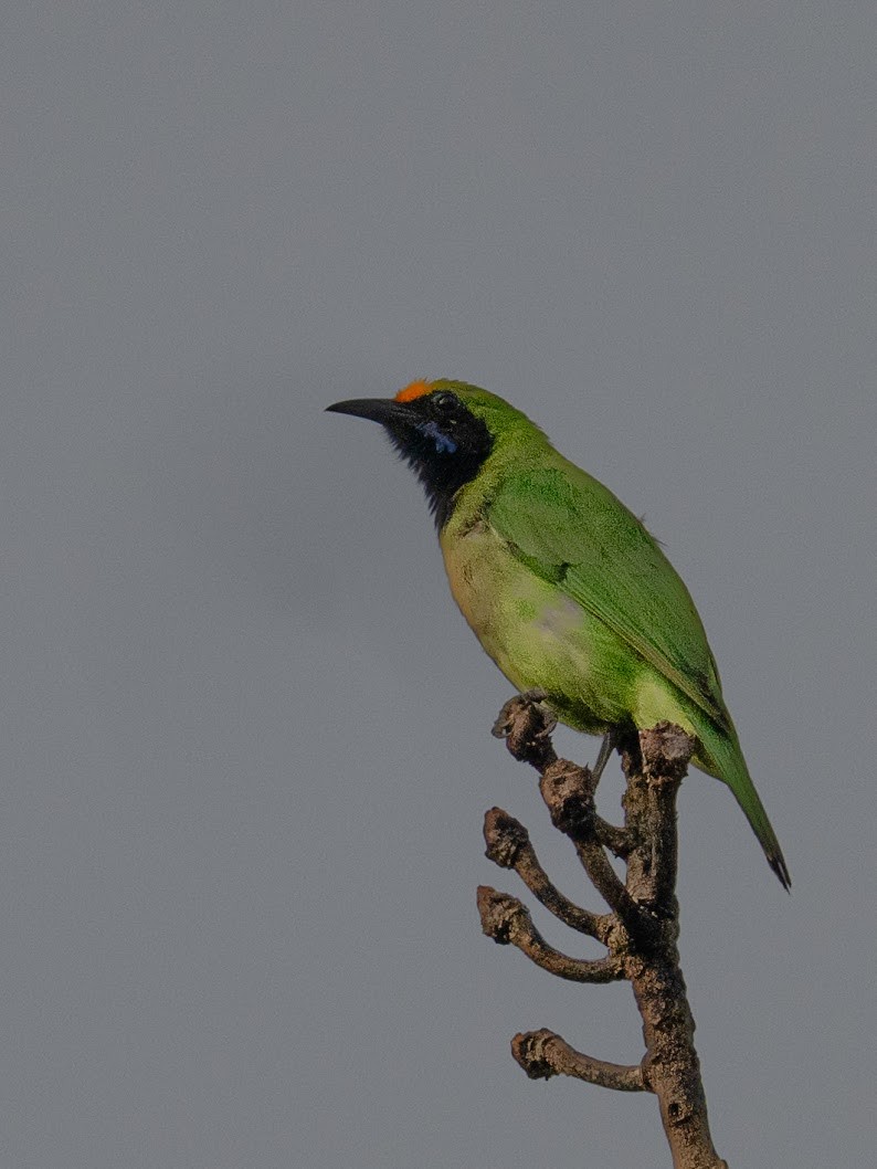 Golden-fronted Leafbird - ML645698842