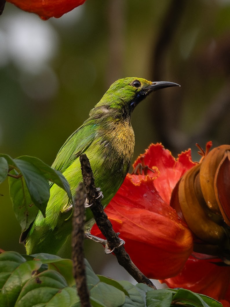 Golden-fronted Leafbird - ML645698843