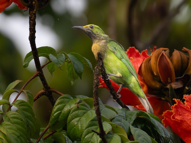 Golden-fronted Leafbird - ML645698844