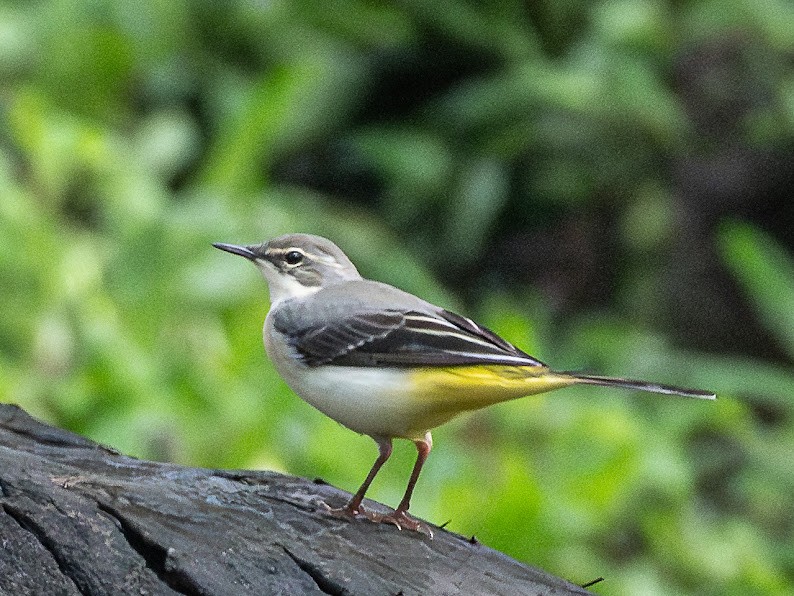 Gray Wagtail - ML645698845