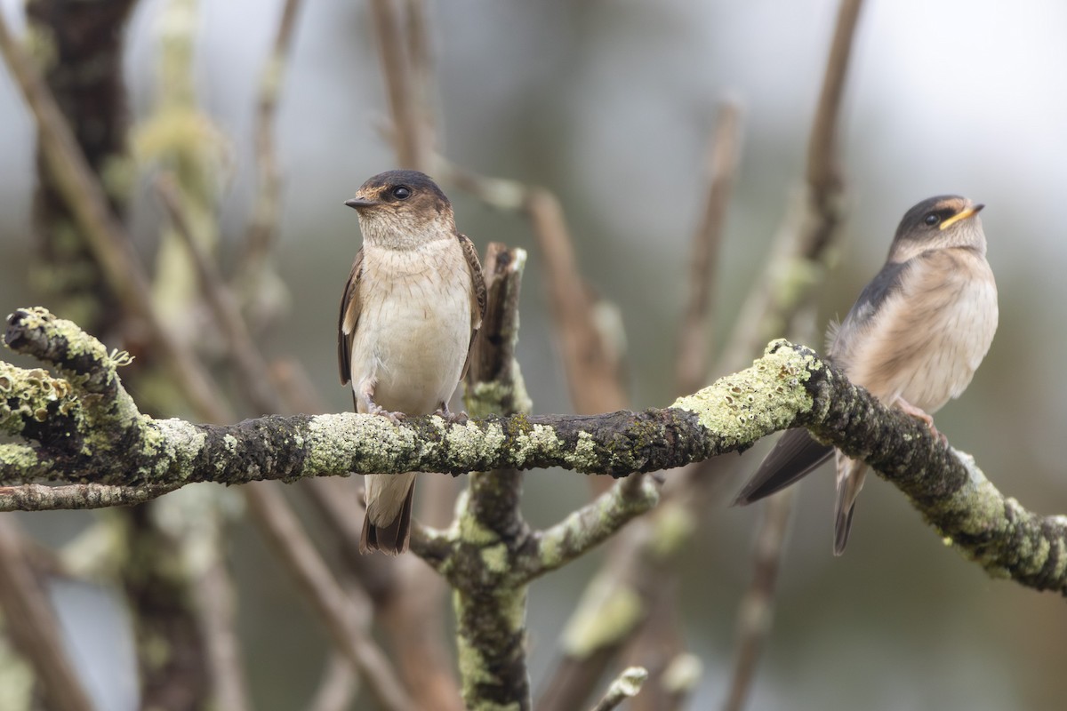 Tree Martin - ML645698846