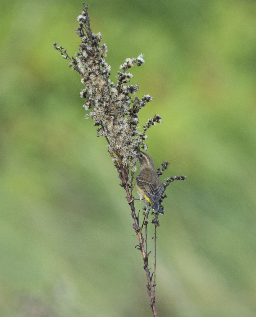 Palm Warbler - ML645698847